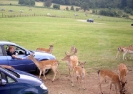 Longleat Safari 2012_2